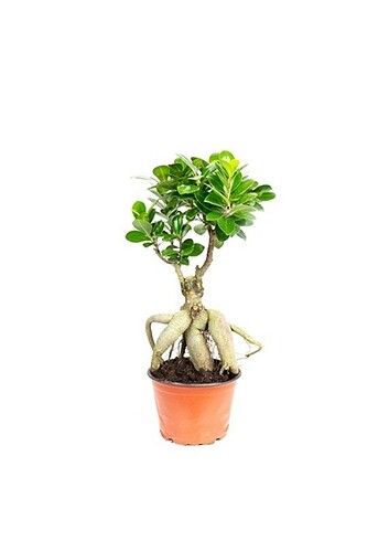 FİCUS GİNSENG BONSAİ (SALON ÇİÇEĞİ)