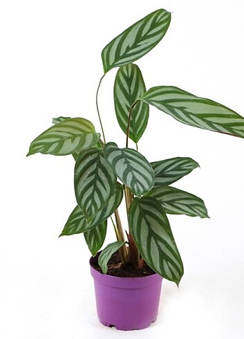 CALATHEA OPEENHEİMİANA(SALON ÇİÇEĞİ)