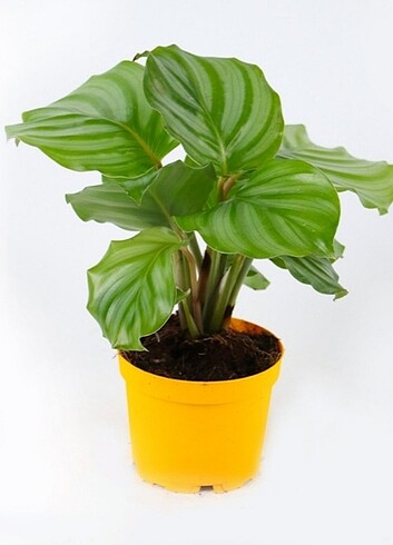 CALATHEA ORBİFOLİA (SALON ÇİÇEĞİ)