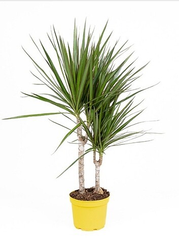 DRACENA MARGİNATA 2'Lİ