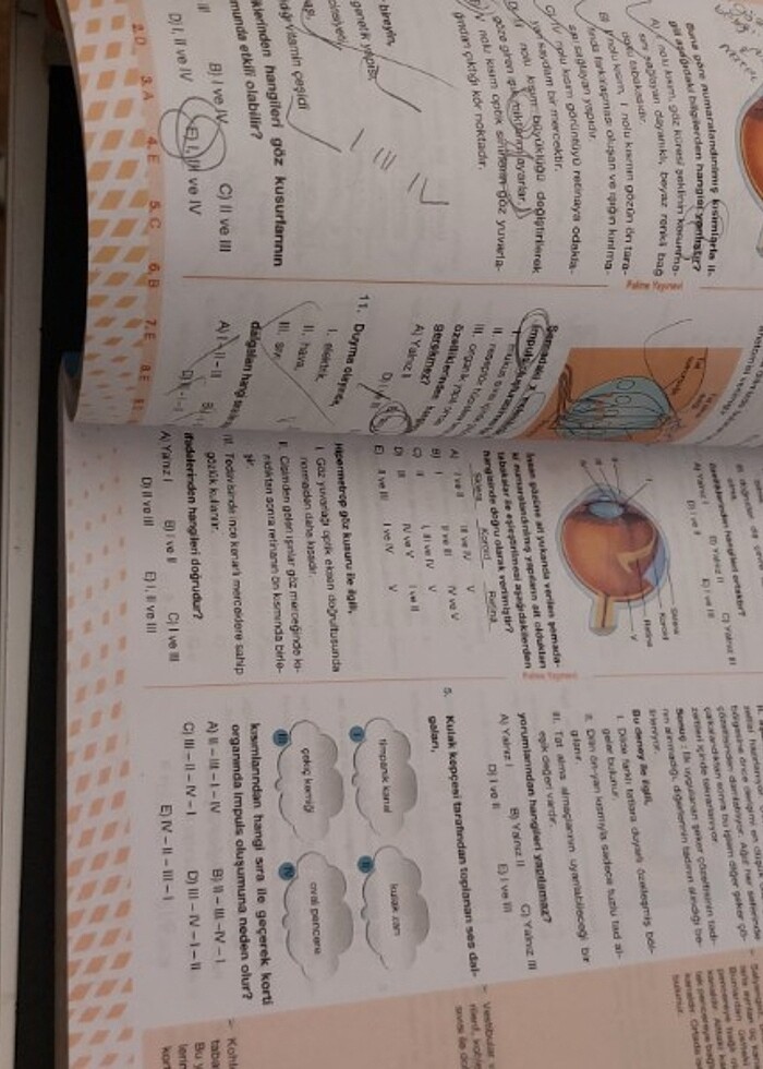 AYT Biyoloji Palme yayınları Soru bankas - Görsel 2