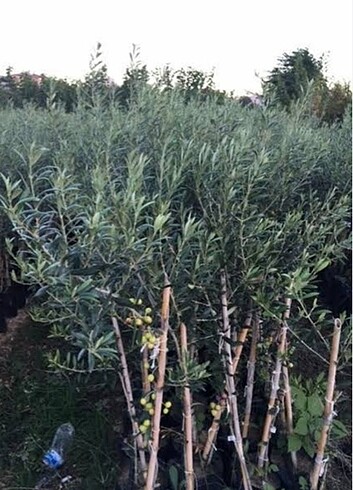 Tüplü Arbequına Zeytin 