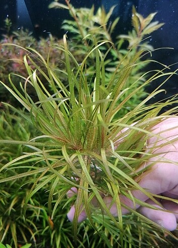 Blyxa japonica 