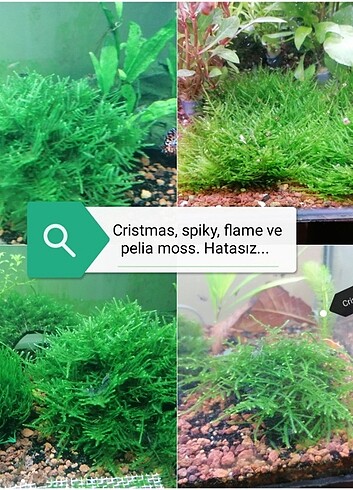 Cristmas moss 