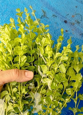100 adet bacopa australis 