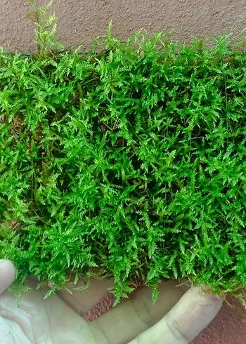 4 adet 15x10 cm eski sarım Barbieri Moss plaka. akvaryum için
