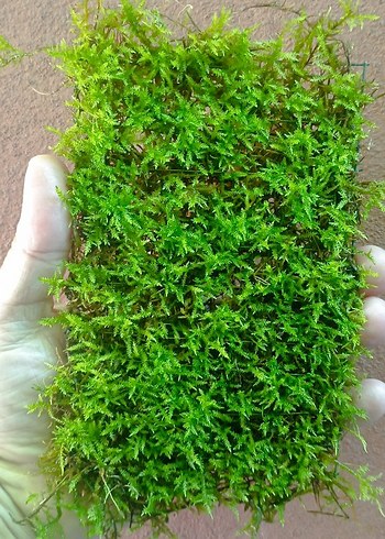 Beden Renk 20 plaka 15*10 cm Barbieri moss