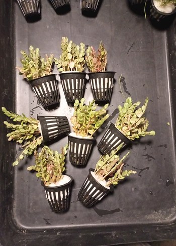 8 saksı akvaryum bitkisi rotala macrandra green