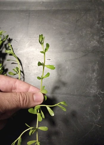 100 adet Bacopa monnieri