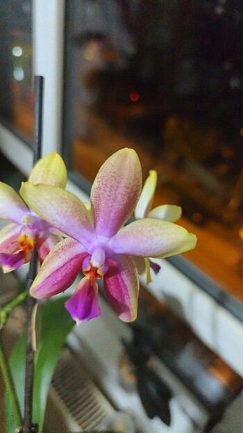 Liodora