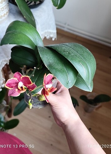Phal Esme