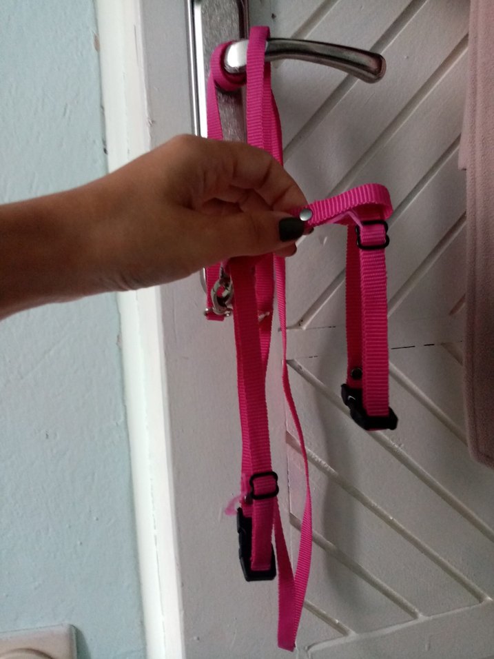 Kedi-Küçük Köpek Tasması - Görsel 2