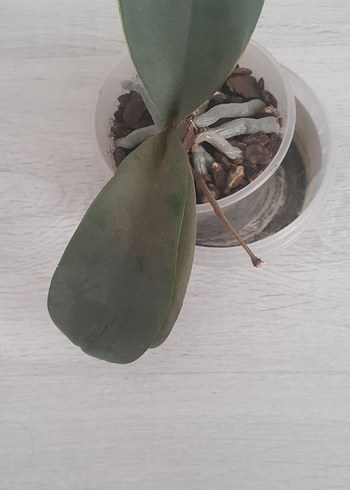 Çiçek Orkide Çiçeği gaucco