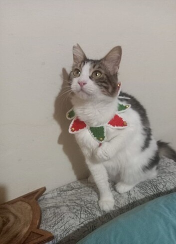 Evcil hayvan için yılbaşı konsepti boyunluk ve sapka - Görsel 3