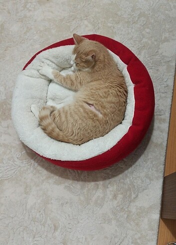 #kedi #yatagi 