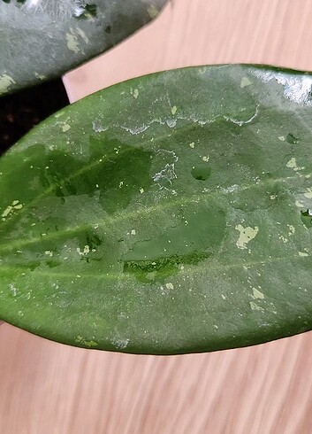Hoya Hanhaie Pink Mum Çiçeği