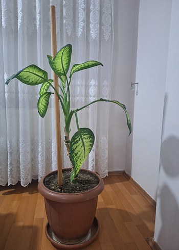 Beden Ev Bitkisi /ofis Difenbahya