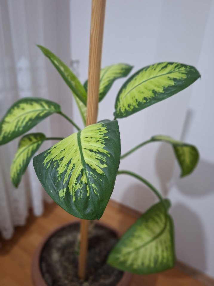 Ev Bitkisi /ofis  Difenbahya - Görsel 2