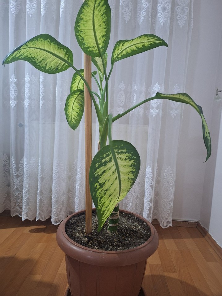 Ev Bitkisi /ofis  Difenbahya - Görsel 4