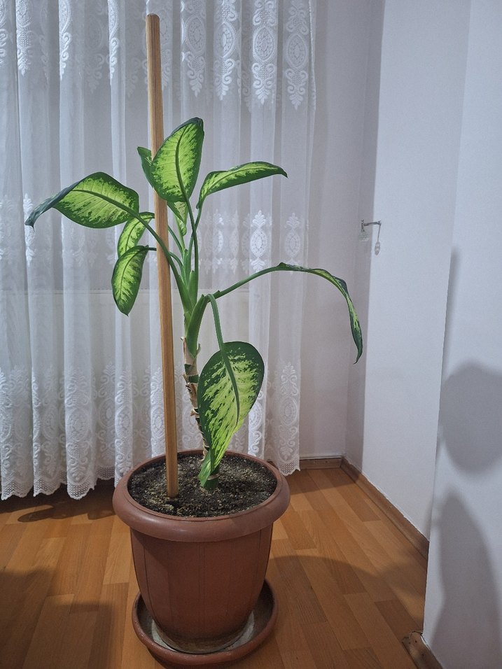 Ev Bitkisi /ofis  Difenbahya - Görsel 3