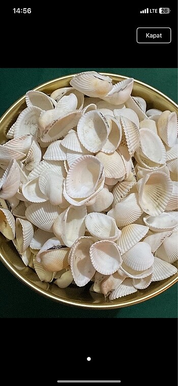 20 kg deniz kabuğu