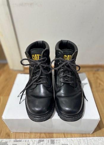 Cat 41