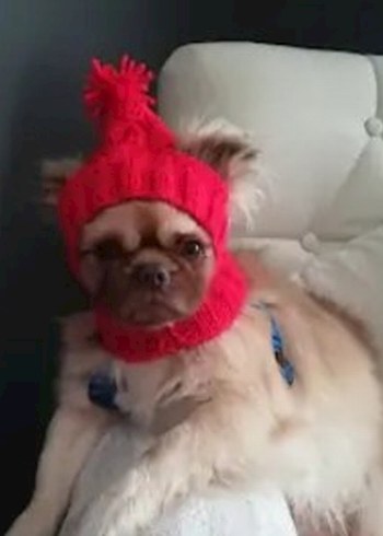 Gri Dantel Kedi Yakası - Görsel 2