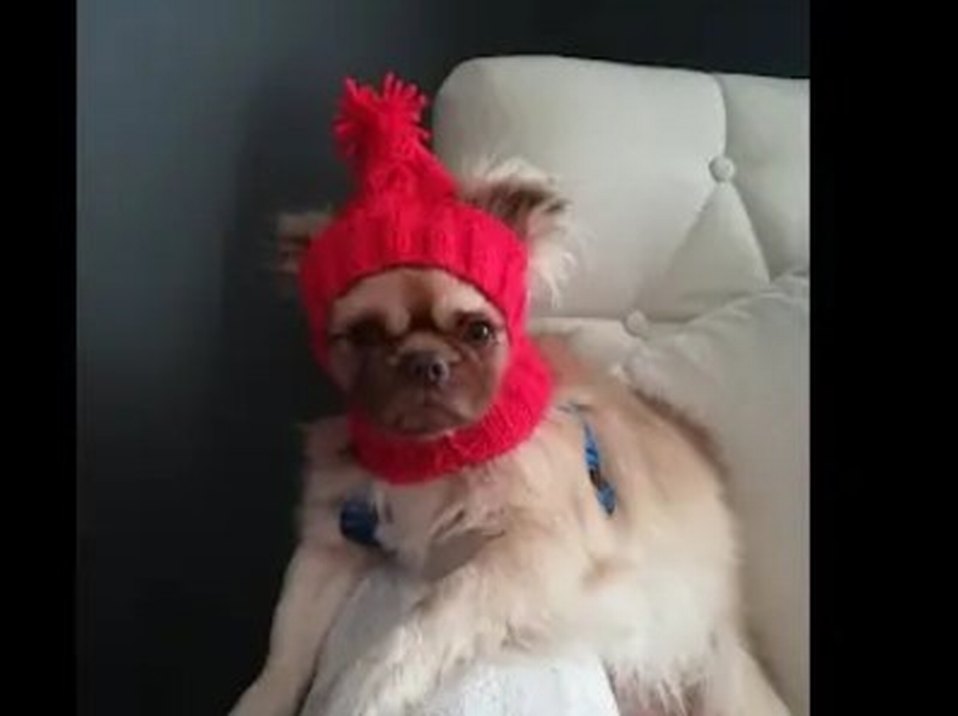 Gri Dantel Kedi Yakası - Görsel 2