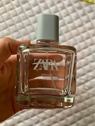 Zara orchid