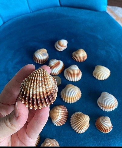 Midye Deniz İstiridye Kabuk