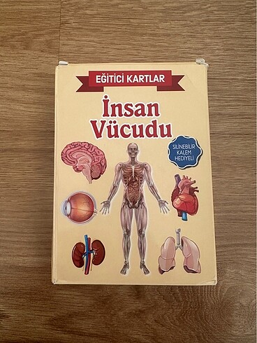 Eğitici Kartlar-İnsan Vücudu