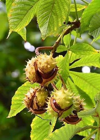 AT KESTANESİ - Görsel 5