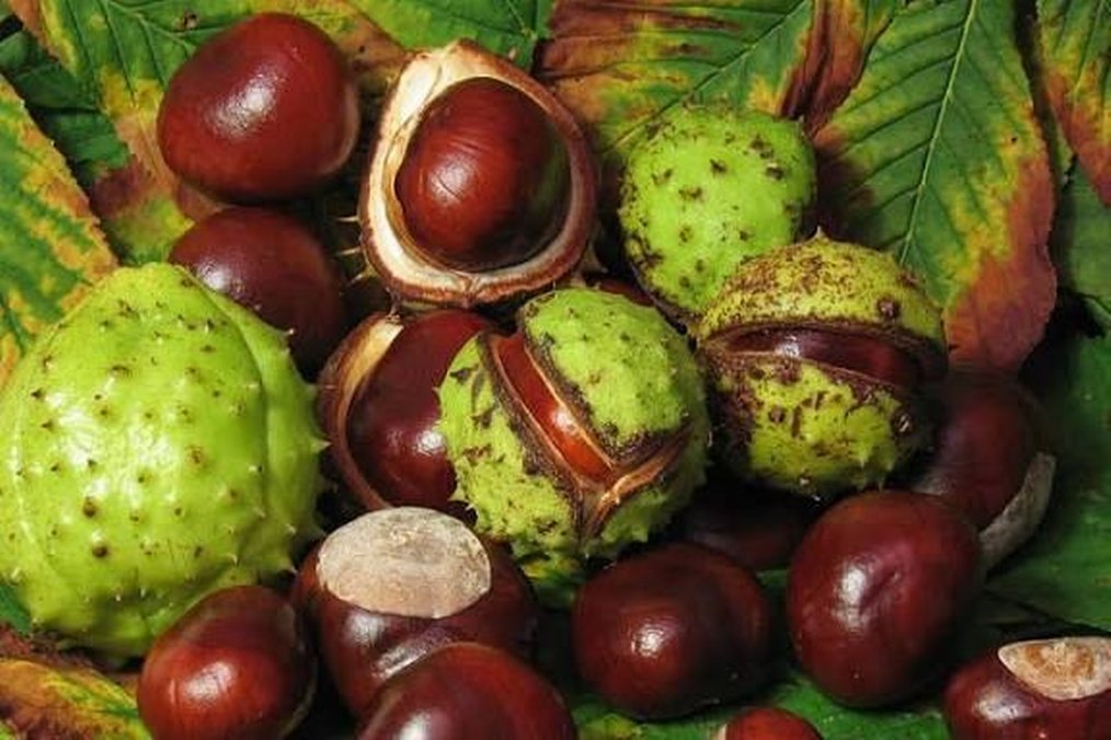 AT KESTANESİ - Görsel 2