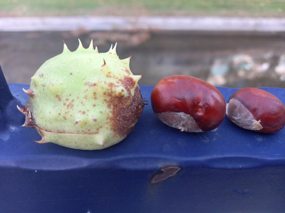 AT KESTANESİ - Görsel 4