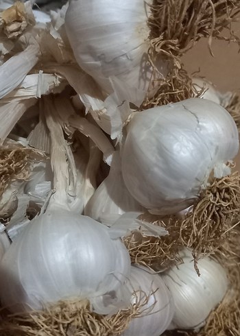 Beyaz Sarımsak Başları kilo - Görsel 2