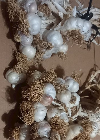 Beyaz Sarımsak Başları kilo - Görsel 4