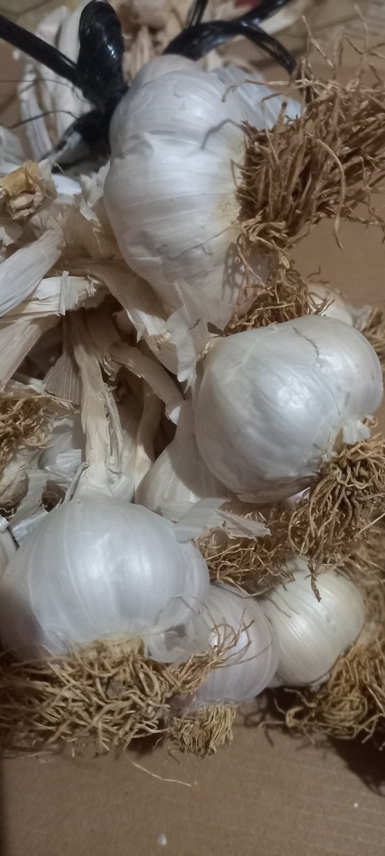 Beyaz Sarımsak Başları kilo - Görsel 2