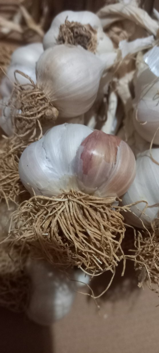 Beyaz Sarımsak Başları kilo - Görsel 3