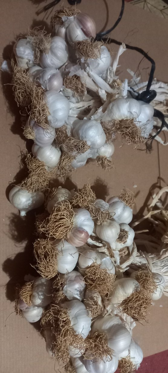 Beyaz Sarımsak Başları kilo - Görsel 4