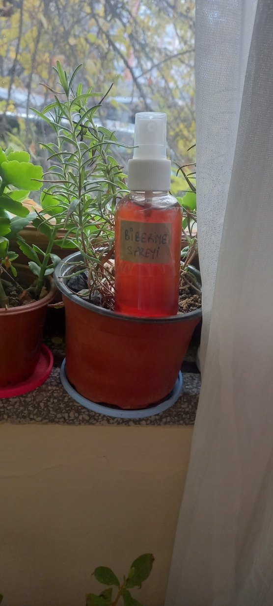 GÜL/ROZA YAĞI, 50ML - Görsel 5