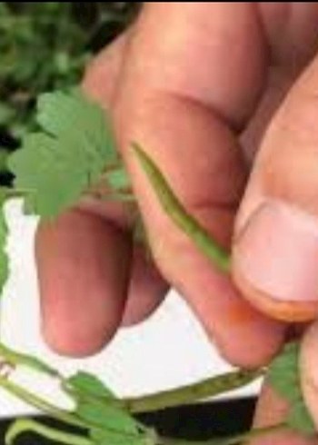 KIRLANGIÇ OTU FİDESİ, TOHUM HEDİYELİ,  Sarı Çiçekli Şifalı Bitki - Görsel 5