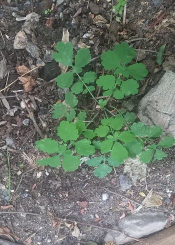 KIRLANGIÇ OTU FİDESİ, TOHUM HEDİYELİ,  Sarı Çiçekli Şifalı Bitki - Görsel 3