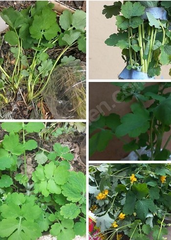 KIRLANGIÇ OTU FİDESİ, TOHUM HEDİYELİ,  Sarı Çiçekli Şifalı Bitki - Görsel 2