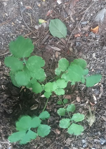 KIRLANGIÇ OTU FİDESİ, TOHUM HEDİYELİ,  Sarı Çiçekli Şifalı Bitki - Görsel 4