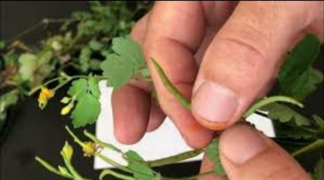 KIRLANGIÇ OTU FİDESİ, TOHUM HEDİYELİ,  Sarı Çiçekli Şifalı Bitki - Görsel 5