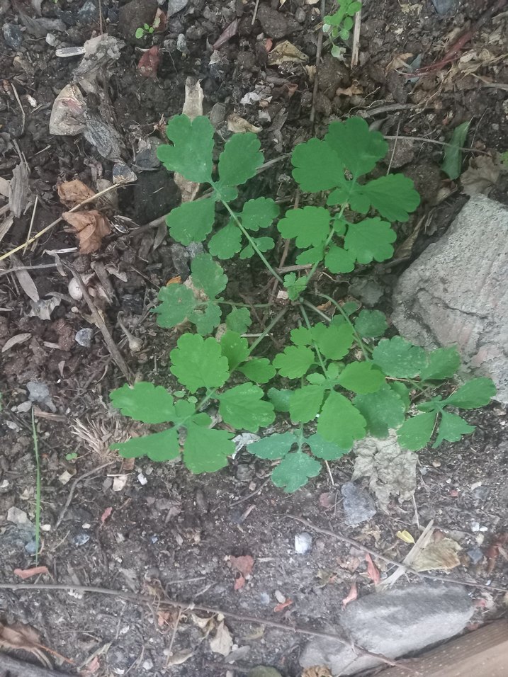 KIRLANGIÇ OTU FİDESİ, TOHUM HEDİYELİ,  Sarı Çiçekli Şifalı Bitki - Görsel 3