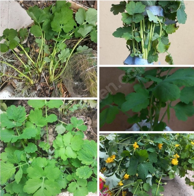 KIRLANGIÇ OTU FİDESİ, TOHUM HEDİYELİ,  Sarı Çiçekli Şifalı Bitki - Görsel 2