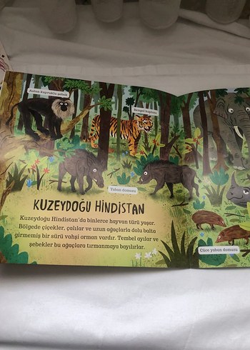 Çevremizdeki Dünya: Orman ve Okyanus Kitapları - Görsel 6