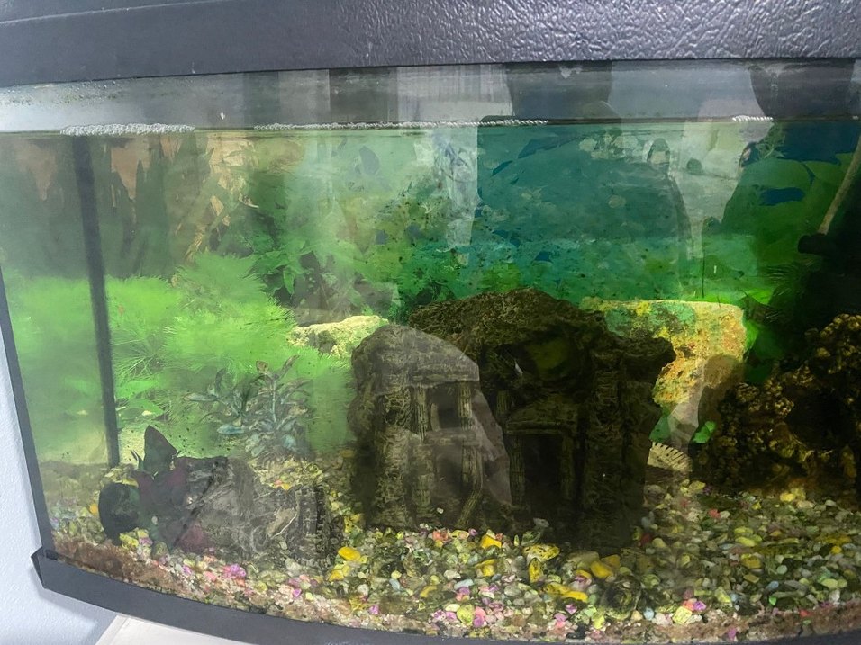 Koyu Yeşil Akvaryum Seti - Görsel 2