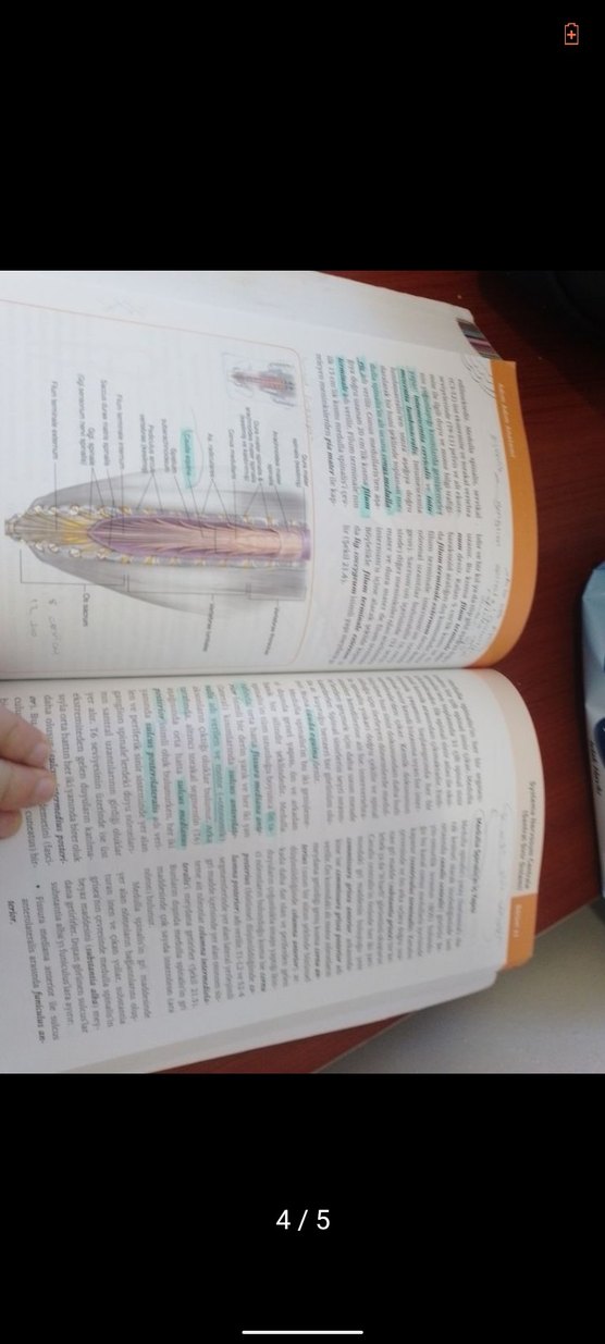 Adım Adım Anatomi ürün - Görsel 3